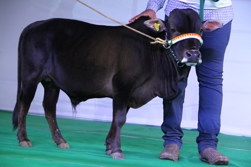 Ankush Bull Show (2016)