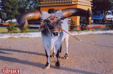 GOPAL - Longest Bull Horns, World Record