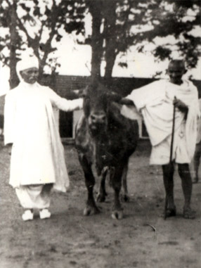 Wonder Cow and Kamdhenu