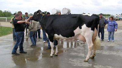 Missy - Most Expensive Cow in the world